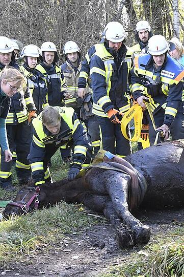 Die Feuerwehr zieht "Rio" mit vereinten Kräften aus dem Bachlauf. Die Bilder der Rettungsaktion.