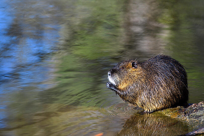 Eine Nutria sitzt in einem Flussarm der Saale auf einem Stein.