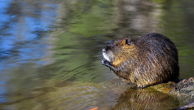 Eine Nutria sitzt in einem Flussarm der Saale auf einem Stein. Eine Nutria sitzt in einem Flussarm der Saale auf einem Stein.
