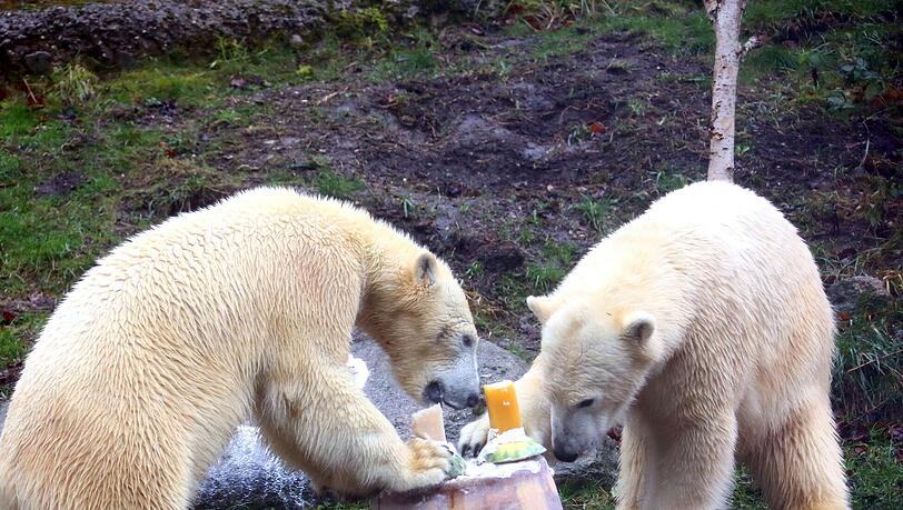 Im Tierpark Hellabrunn feiern die Eisbären Nela und Nobby mit ihrer Mutter Giovanna ihren 2. Geburtstag mit Eistorte und Spielzeug. Im Tierpark Hellabrunn feiern die Eisbären Nela und Nobby mit ihrer Mutter Giovanna ihren 2. Geburtstag mit Eistorte und Spielzeug.