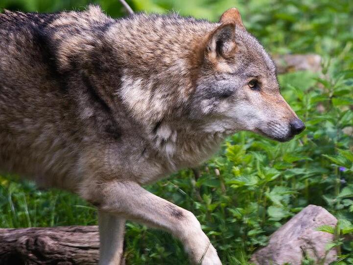Ein Wolf läuft über eine Wiese. Foto: Christophe Gateau