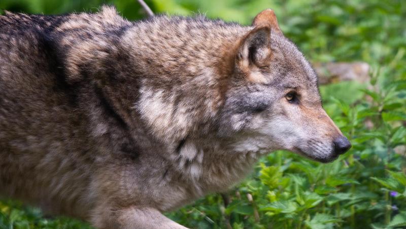 Ein Wolf läuft über eine Wiese. Foto: Christophe Gateau Ein Wolf läuft über eine Wiese. Foto: Christophe Gateau