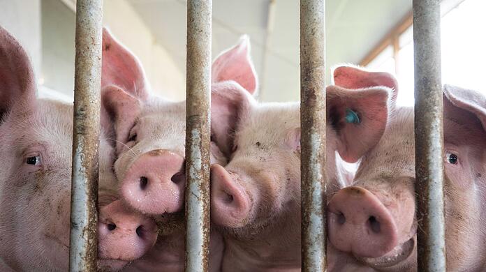 Schweine liegen in der Bucht eines Tierwohl-Schweinestalls.