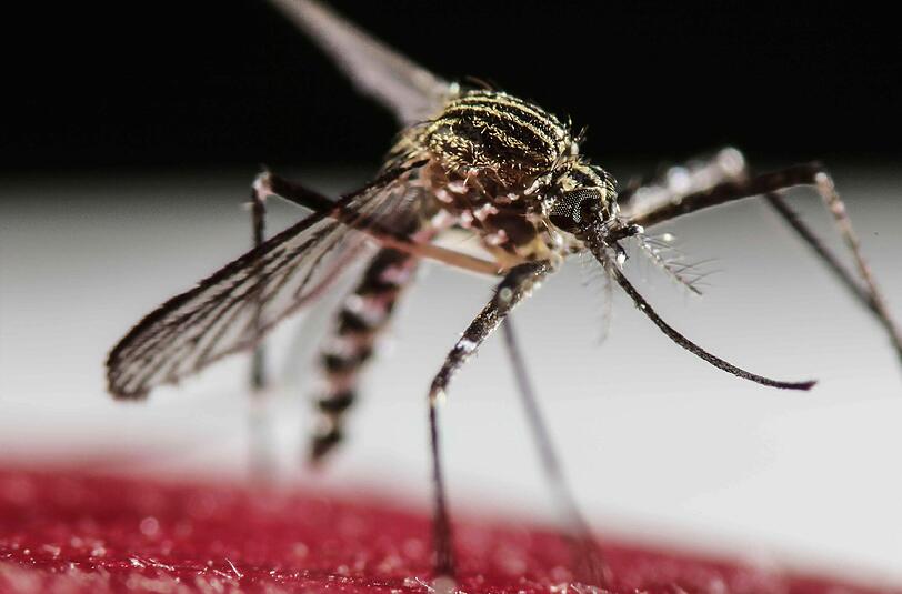 Die Symptome einer Zika-Virus-Infektion sind Hautausschlag, Kopf-, Gelenk- und Muskelschmerzen, Bindehautentzündung und Fieber.