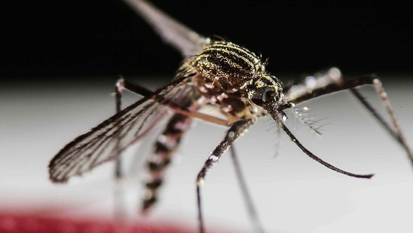 Die Symptome einer Zika-Virus-Infektion sind Hautausschlag, Kopf-, Gelenk- und Muskelschmerzen, Bindehautentzündung und Fieber. Die Symptome einer Zika-Virus-Infektion sind Hautausschlag, Kopf-, Gelenk- und Muskelschmerzen, Bindehautentzündung und Fieber.