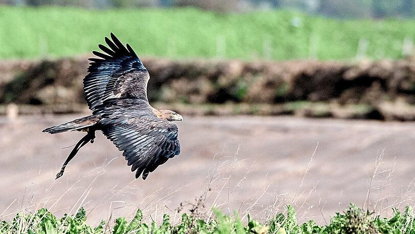 Neben Steinadlern schweben hoch über dem Nationalpark Berchtesgaden auch Gleitschirmflieger: Das kann zum Problem für die Tiere werden, denn sie reagieren empfindlich auf Störungen, beispielsweise durch Luftfahrzeuge.