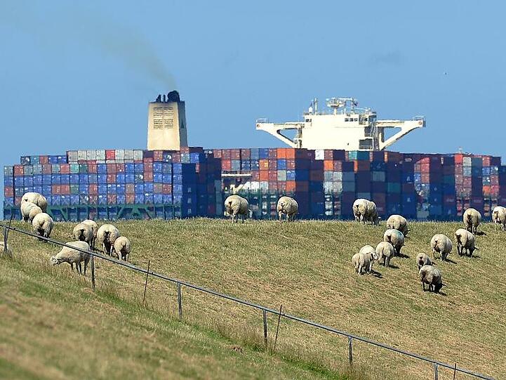 Schafe grasen auf dem Elbdeich, während ein großes Containerschiff vorbeizieht.
