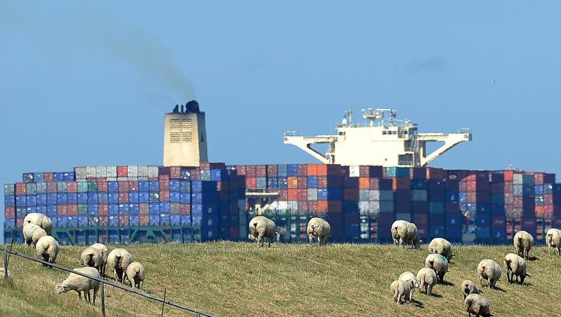 Schafe grasen auf dem Elbdeich, während ein großes Containerschiff vorbeizieht. Schafe grasen auf dem Elbdeich, während ein großes Containerschiff vorbeizieht.