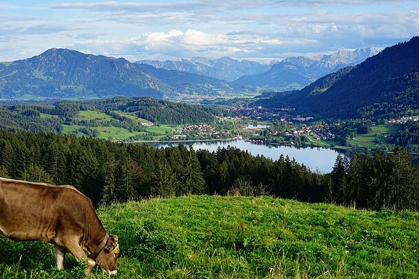 Der Große Alpsee, mit Bergkulisse und natürlich auch dem passenden Vieh dazu. Der Große Alpsee, mit Bergkulisse und natürlich auch dem passenden Vieh dazu.