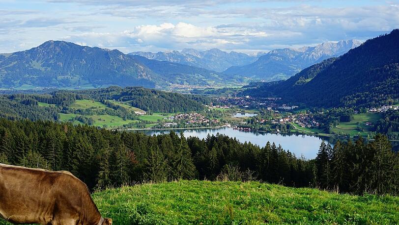 Der Große Alpsee, mit Bergkulisse und natürlich auch dem passenden Vieh dazu. Der Große Alpsee, mit Bergkulisse und natürlich auch dem passenden Vieh dazu.