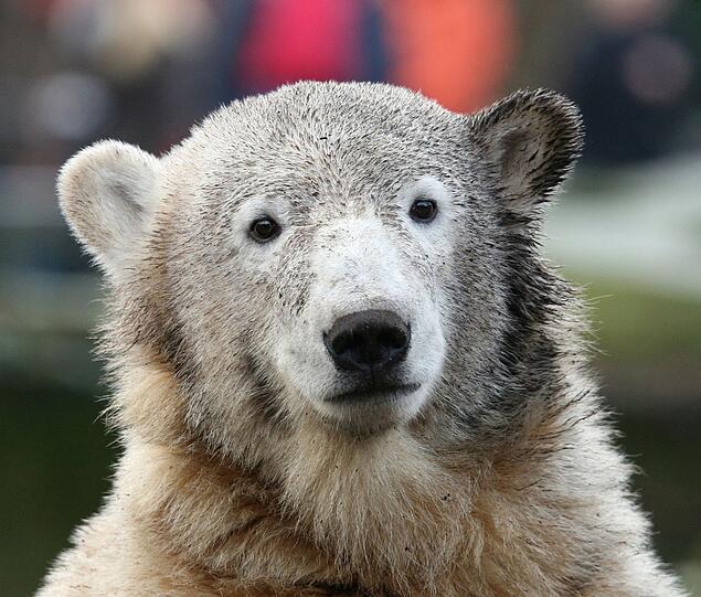 Eisbär Knut trieb leblos im Wasser seines Geheges.