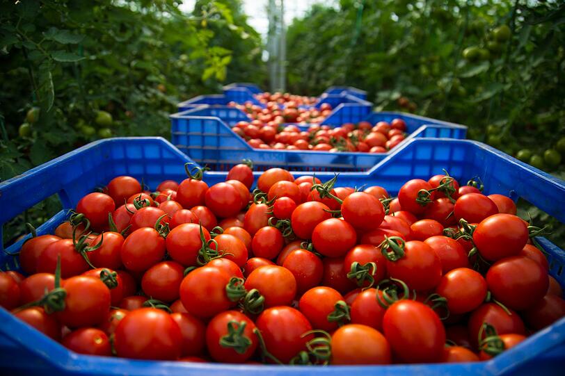 Diese Zahlen, zeigen wie beliebt die Tomate ist: 1961 wurden weltweit rund 28 Millionen Tonnen, 2018 allein in Europa 23.291.126 Tonnen Tomaten produziert. Zu den bedeutendsten Erzeugern auf der Welt z&auml;hlen China und Indien. In den 1990er-Jahren kam die erste Gen-Tomate, auch  Anti-Matsch-Tomate genannt, auf den Markt. Das Ziel: l&auml;ngere Haltbarkeit.