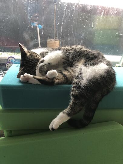 Mia
