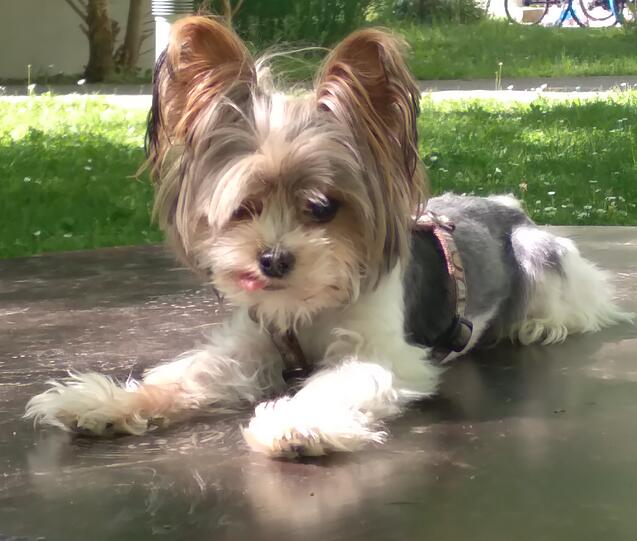 Elvis