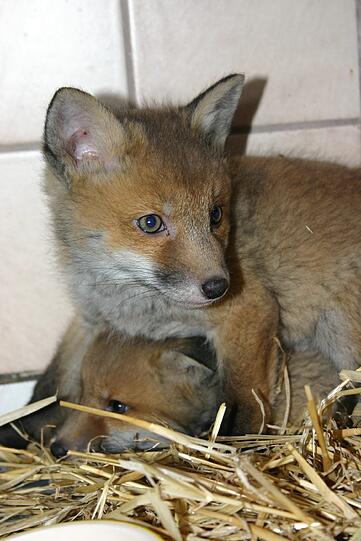 Neugieriger Blick: Diese Fuchsjungen sind im Münchner Tierheim gelandet.