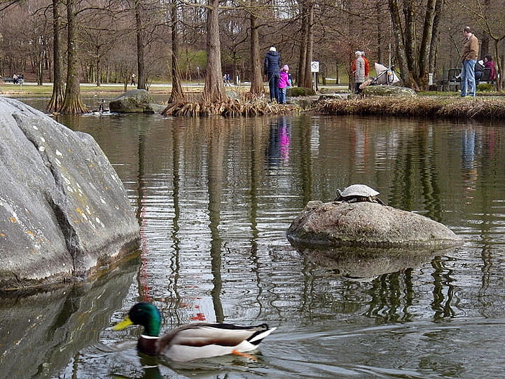 Die Schildkröten gehören zu den Attraktionen des Westparks.
