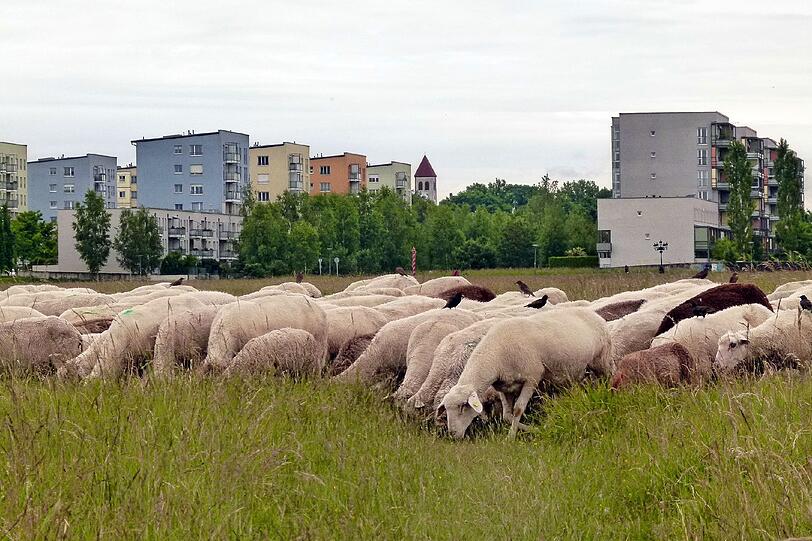 In der Nordhaide grasen diese Schafe im Frühling gern grüne Halme ab.