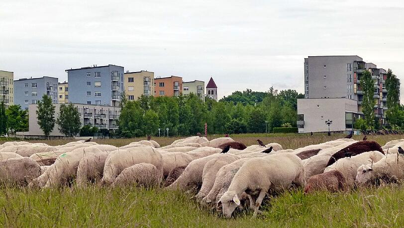 In der Nordhaide grasen diese Schafe im Frühling gern grüne Halme ab.