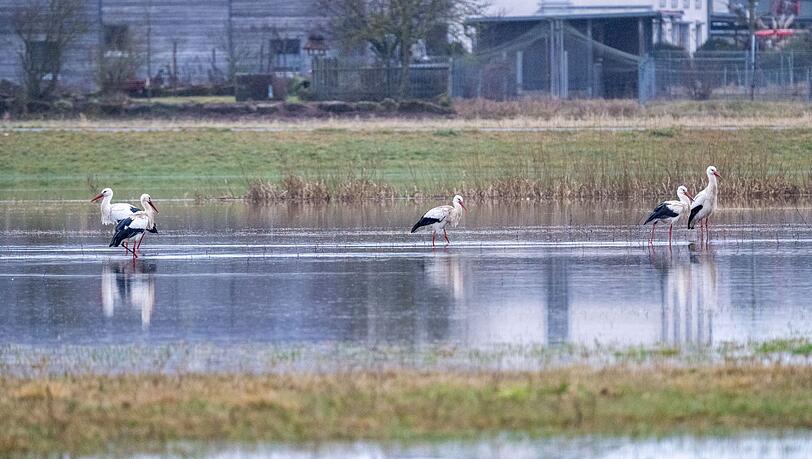 An eigenen Pegeln in Bayern ist die Meldestufe 3 &uuml;berschritten.