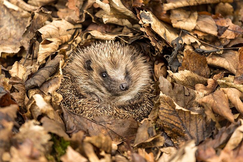 Nicht aus Faulheit, aber aus Tierschutzgründen dürfen Sie den einen oder anderen Laubhaufen in Ihrem Garten liegenlassen. So entsteht ein wertvolles Winterquartier für Igel, Insekten, Amphibien und anderen Tierarten. Wichtig: Der Haufen muss auch wirklich bis zum Frühling liegenbleiben - ansonsten wird das Tier, das darin Winterschlaf hält, vorzeitig geweckt, was fatale Folgen haben kann. Nicht aus Faulheit, aber aus Tierschutzgründen dürfen Sie den einen oder anderen Laubhaufen in Ihrem Garten liegenlassen. So entsteht ein wertvolles Winterquartier für Igel, Insekten, Amphibien und anderen Tierarten. Wichtig: Der Haufen muss auch wirklich bis zum Frühling liegenbleiben - ansonsten wird das Tier, das darin Winterschlaf hält, vorzeitig geweckt, was fatale Folgen haben kann.