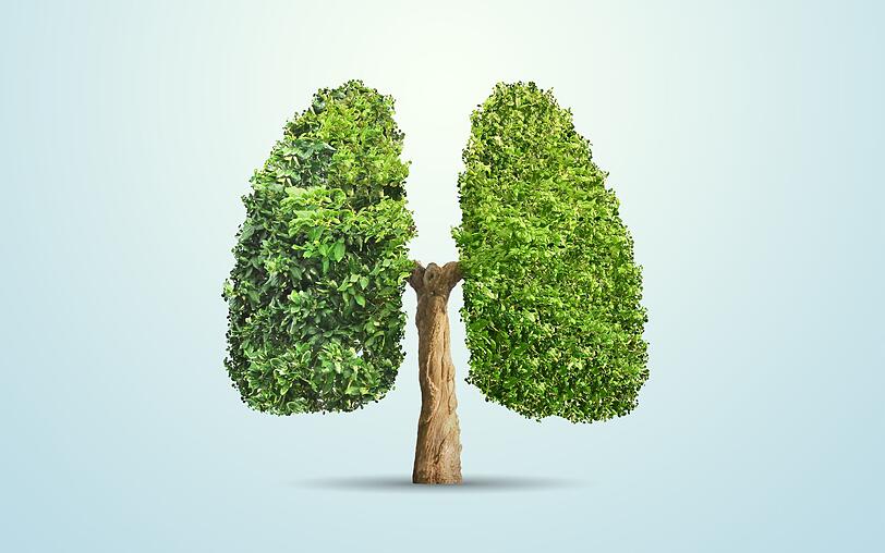 Den Terpenen, die Menschen im Wald einatmen oder über die Haut aufnehmen, wird zum Beispiel eine positive Wirkung auf das Immunsystem zugeschrieben. Doch die Heilmittel des Waldes liegen nicht nur in der Luft. Den Terpenen, die Menschen im Wald einatmen oder über die Haut aufnehmen, wird zum Beispiel eine positive Wirkung auf das Immunsystem zugeschrieben. Doch die Heilmittel des Waldes liegen nicht nur in der Luft.