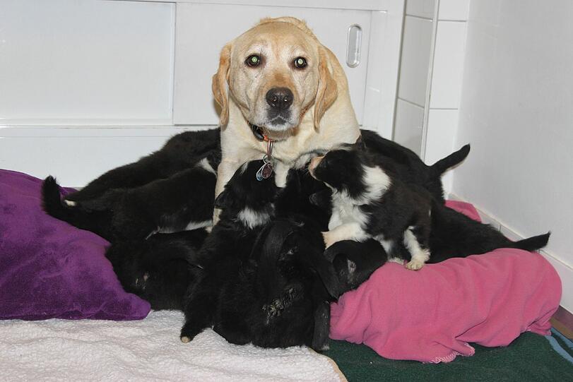 27 Hunde gerettet. Die Bilder zum Durchklicken.