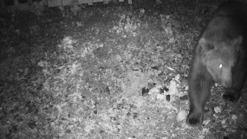 Das Foto der Wildkamera zeigt einen Braunbären, der in der Nacht auf den 22. Mai 2024 im Gemeindegebiet festgestellt wurde. Das Foto der Wildkamera zeigt einen Braunbären, der in der Nacht auf den 22. Mai 2024 im Gemeindegebiet festgestellt wurde.
