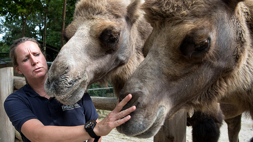 Tierärztin Christine Gohl steht neben zwei Trampeltieren.