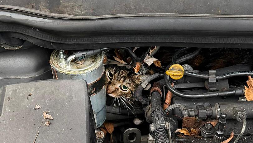 Fachleute haben den Motor so zerlegt, dass sie die Katze befreien konnten.