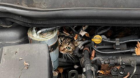 Fachleute haben den Motor so zerlegt, dass sie die Katze befreien konnten.