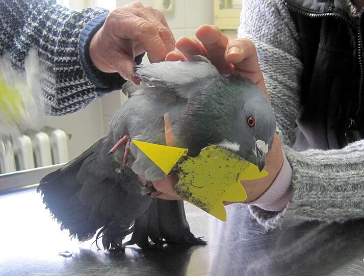 Die Taube wurde mit Pattex-Kleber und Gelbstickern (zur Bekämpfung von Schädlingen an Topfpflanzen) malträtiert.