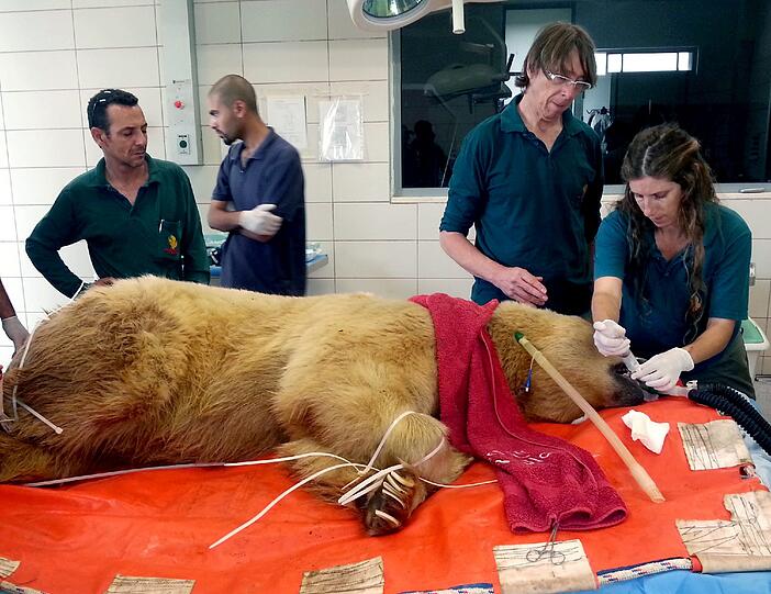 Ungewöhnliche Operation: In Tel-Aviv (Israel) hat ein Ärzteteam einen Braunbären mit Bandscheibenvorfall behandelt.