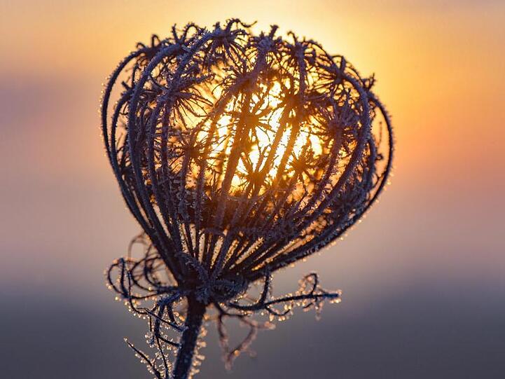 Eine vertrocknete Blütendolde ist am frühen Morgen im Sonnenaufgang mit Raureif bedeckt. Foto: Patrick Pleul/zb/dpa/Archivbild