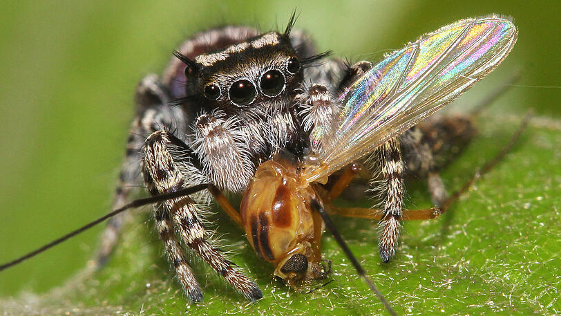 Eine Springspinne (Phidippus mystaceus) saugt die Raupe eine Mücke aus.