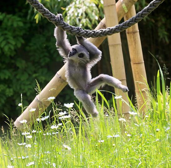 Mia ist die jüngste der fünfköpfigen Silbergibbon-Familie im Tierpark Hellabrunn. Die Aufnahmen stammen von Mitte 2013.