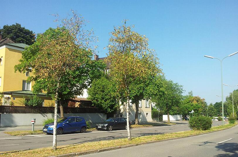 Herbst in Harlaching: In der St. Magnus-Straße werfen die jungen Birken bei der Sommerhitze schon ihr Laub ab.