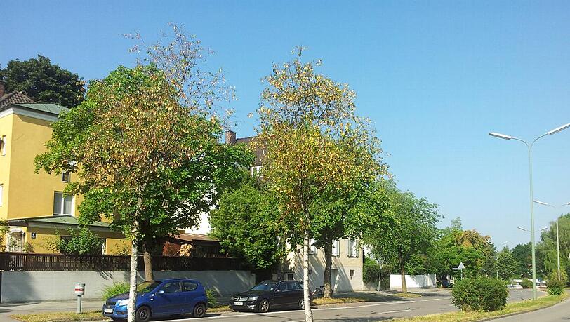 Herbst in Harlaching: In der St. Magnus-Straße werfen die jungen Birken bei der Sommerhitze schon ihr Laub ab. Herbst in Harlaching: In der St. Magnus-Straße werfen die jungen Birken bei der Sommerhitze schon ihr Laub ab.