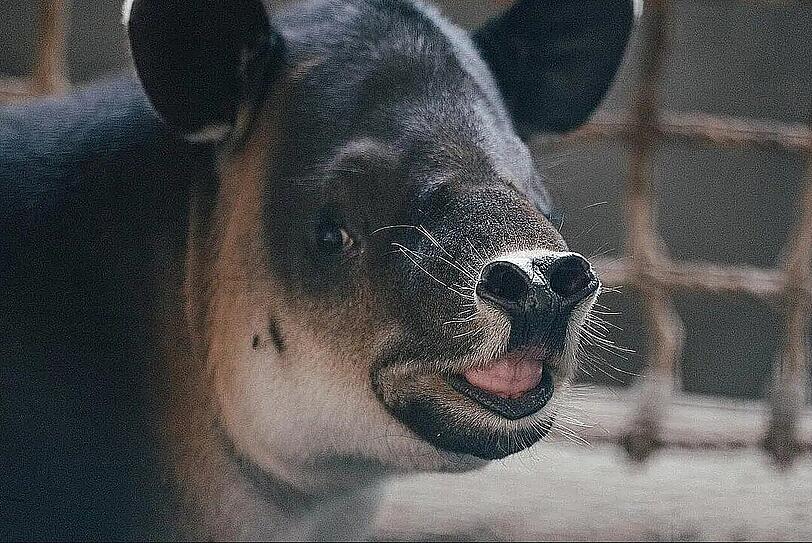 Ist er nicht zum Knuddeln? Baird-Tapir Mattheo ist ins Hellabrunner Nashornhaus eingezogen. Ist er nicht zum Knuddeln? Baird-Tapir Mattheo ist ins Hellabrunner Nashornhaus eingezogen.