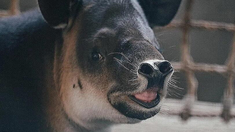 Ist er nicht zum Knuddeln? Baird-Tapir Mattheo ist ins Hellabrunner Nashornhaus eingezogen.