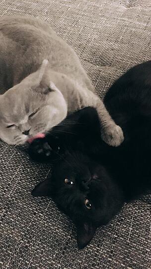 Salem & Spooky