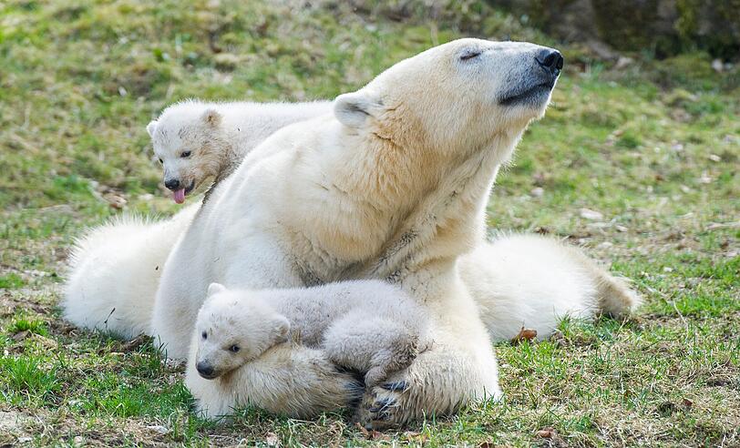 Ganz schön vermust diese Eisbären-Zwillinge.