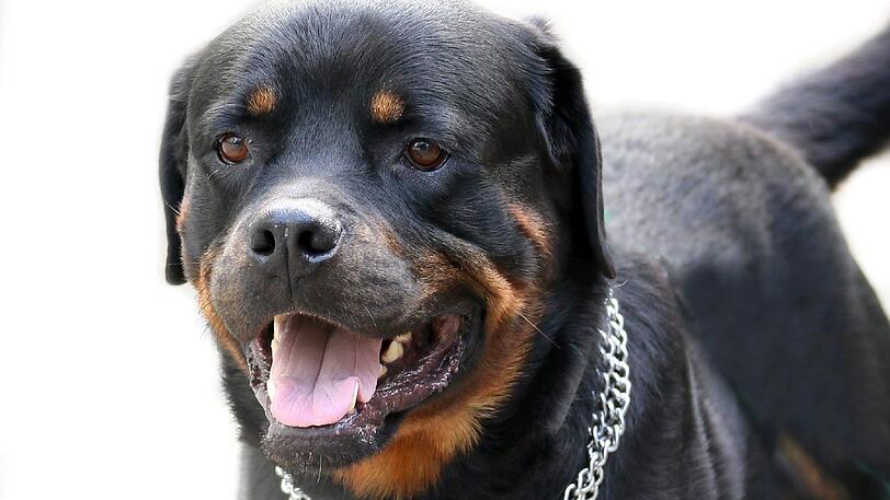 Für eine Rottweiler-Hündin verlangte die Gemeinde Bad Kohlgrub 2000 Euro Hundesteuer.