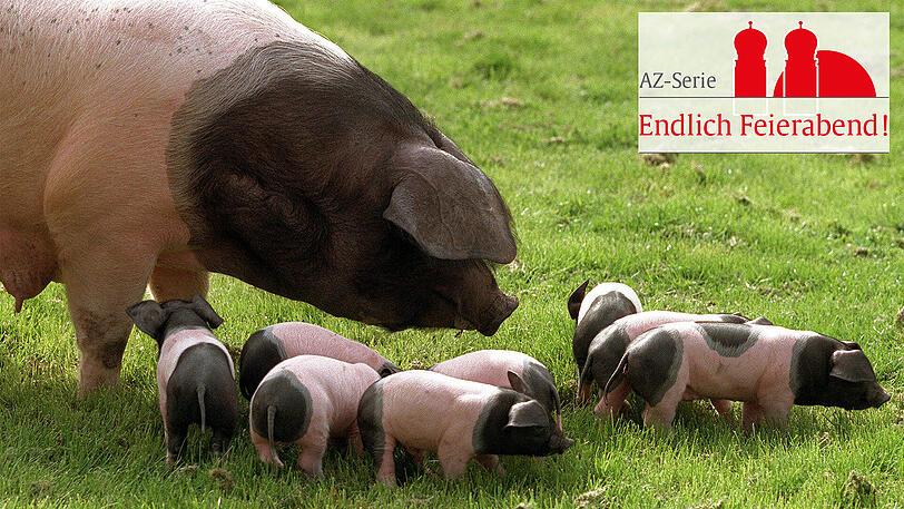 Saumäßig im Glück: Diese Schwäbisch-Hallischen Ferkel lassen es sich gut gehen.