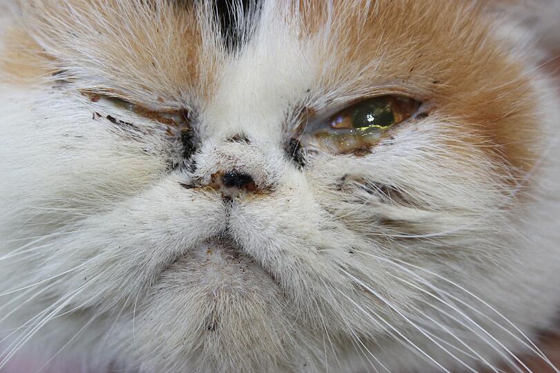 Die Augen der Tiere sind entzündet und mit Eiter verklebt.