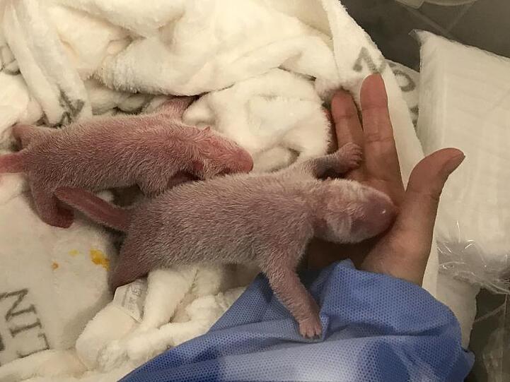 Noch winzig klein: die neugeborenen Panda-Zwillinge.
