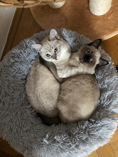 Kater Charlie und Monaco (Ragdoll-Mix)