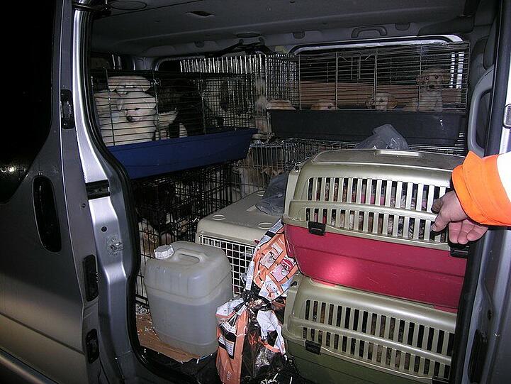 Unglaubliche 43 Hundewelpen hatte ein Mann in einem Pkw-Kombi eng zusammengepfercht transportiert.