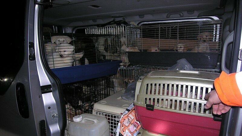 Unglaubliche 43 Hundewelpen hatte ein Mann in einem Pkw-Kombi eng zusammengepfercht transportiert. Unglaubliche 43 Hundewelpen hatte ein Mann in einem Pkw-Kombi eng zusammengepfercht transportiert.