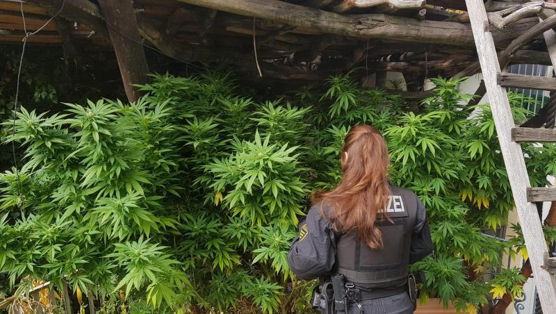 Polizisten untersuchen eine Hanfplantage: Die Bundesbeauftragte für Sucht und Drogen, Daniela Ludwig, hatte sich offen für neue Ansätze gezeigt und gesagt, es gehe nicht um "Verbotspolitik". Polizisten untersuchen eine Hanfplantage: Die Bundesbeauftragte für Sucht und Drogen, Daniela Ludwig, hatte sich offen für neue Ansätze gezeigt und gesagt, es gehe nicht um "Verbotspolitik".