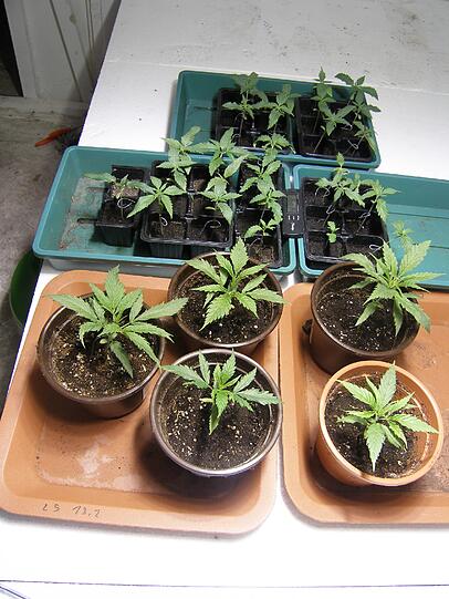 Im Haus eines 30-Jährigen fand die Polizei über 30 Cannabispflanzen. Hier ein Teil der sichergestellten Pflanzen.